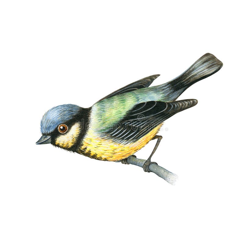 Watercolor tit bird