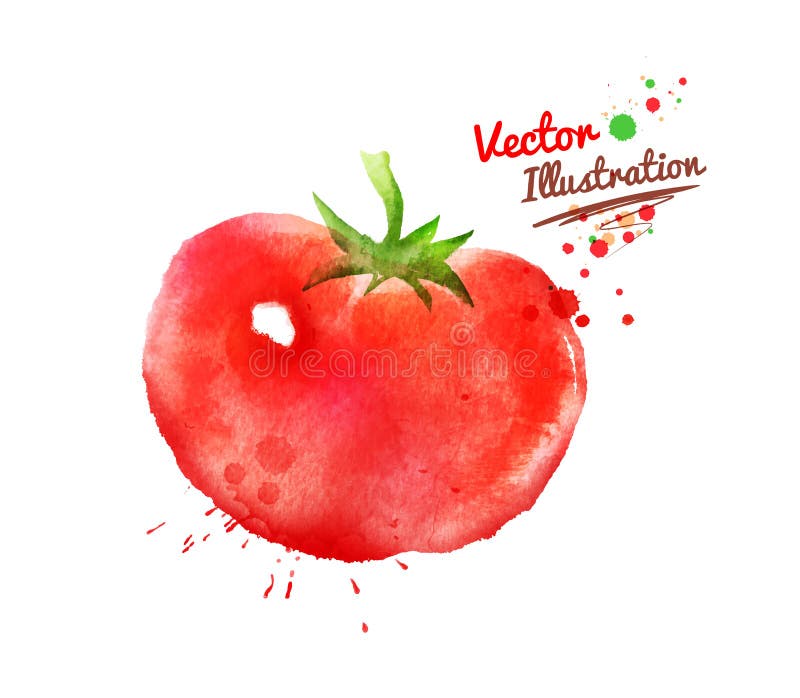 Watercolor tomato