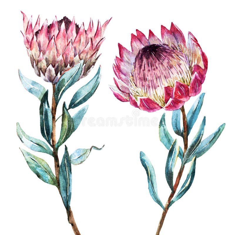 Watercolor tropical flower protea