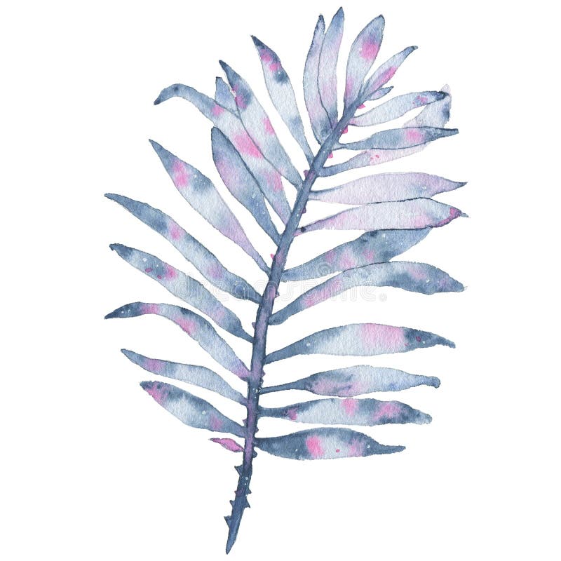 Watercolor tropical hand painted indigo leaf isolated on white background royalty free illustration Watercolor tropical hand painted indigo leaf isolated on white background royalty free illustration