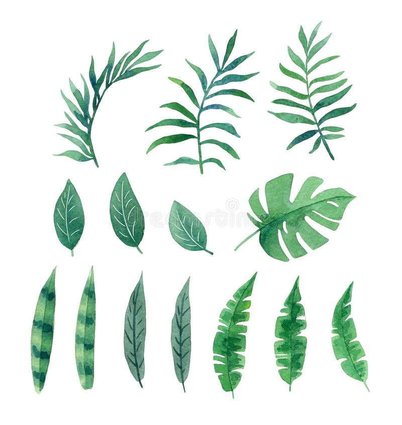 Watercolor tropical leaves for design