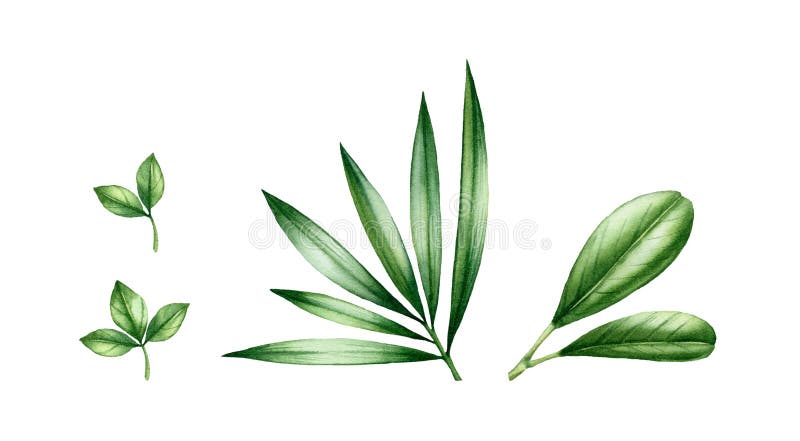 Watercolor tropical leaves set. Exotic green branches isolated on white. Realistic botanical illustrations collection. Hand painted shiny foliage.