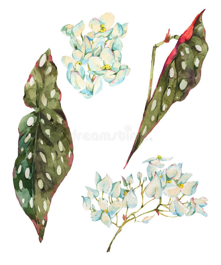 Begonia Stock Illustrations – 1,403 Begonia Stock Illustrations, Vectors &  Clipart - Dreamstime