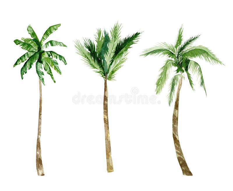 Watercolor tropical trees, plant. Summer palm trees jungle illustration for the banner, frame, border, logo, greeting card, party
