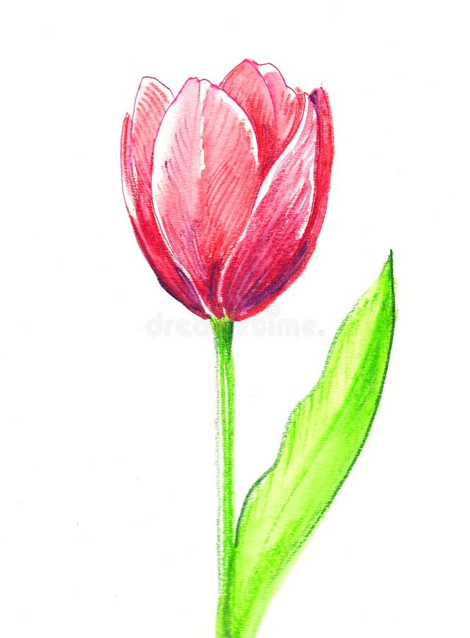 Watercolor tulip flower stock illustration. Illustration of purple ...