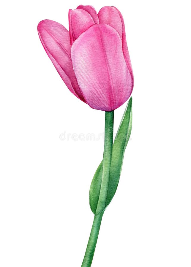 Tulip on Isolated White, Flower Watercolor Drawing, Botanical ...