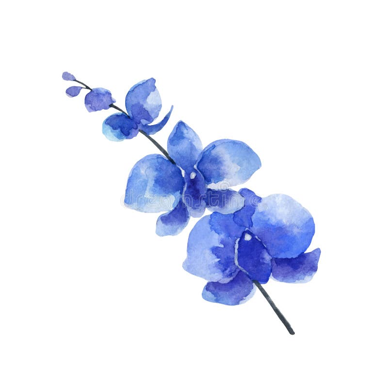 Watercolor vector blue Orchid flower isolated on white background.