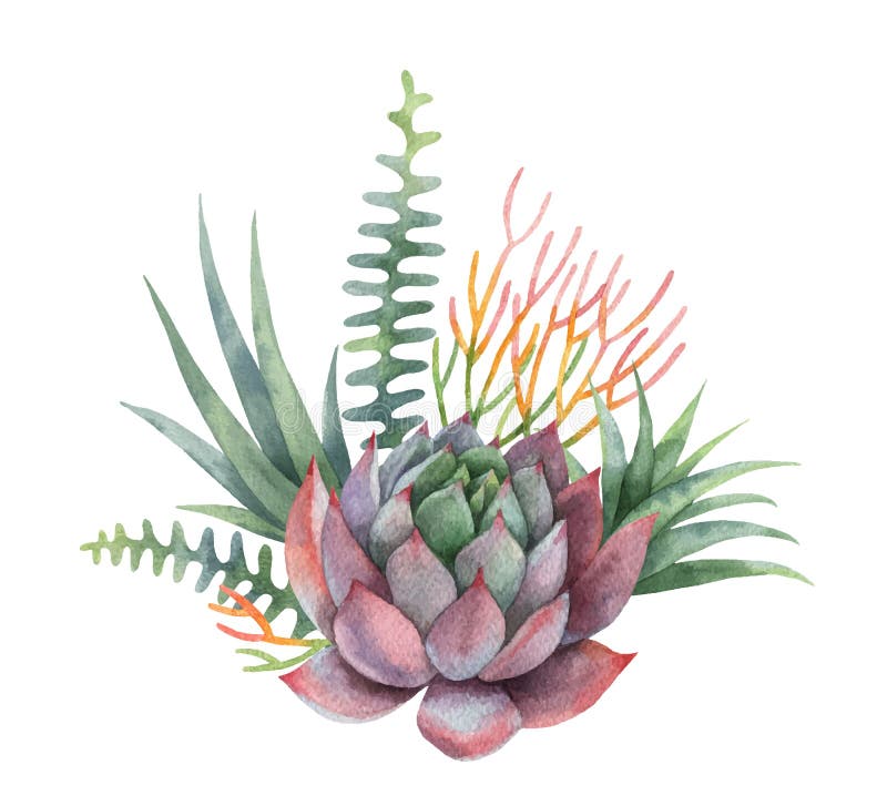 Watercolor Vector Bouquet Of Cacti And Succulent Plants Isolated On ...