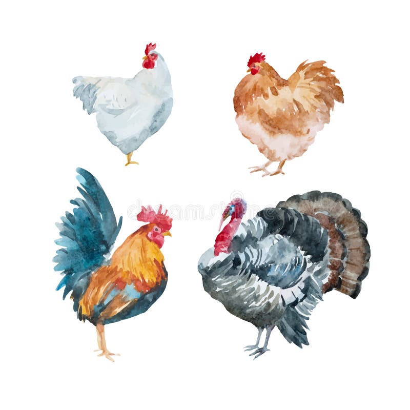 Watercolor vector chicken, rooster, turkey