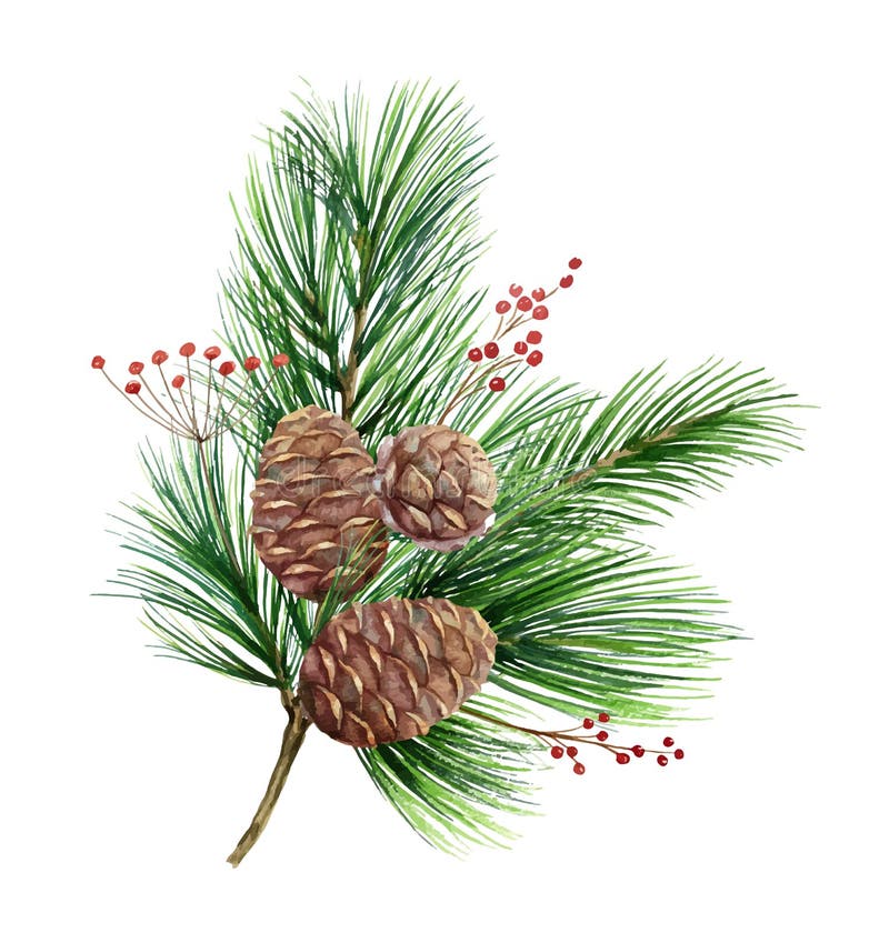 Watercolor Vector Green Spruce Bouquet with Cones, Christmas Tree ...