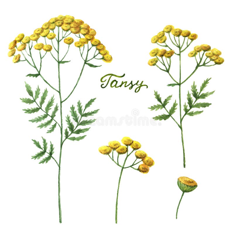 Watercolor vector illustration of tansy. stock illustration Watercolor vector illustration of tansy. stock illustration