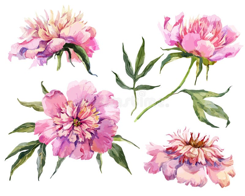 Gentle roses stock vector. Illustration of flower, beautiful - 52342913