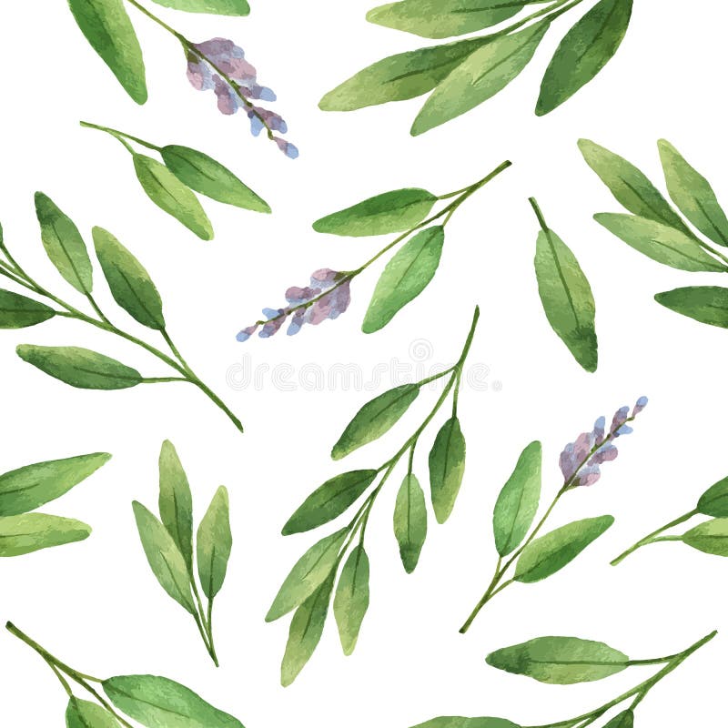 Watercolor vector seamless pattern hand drawn herb sage .
