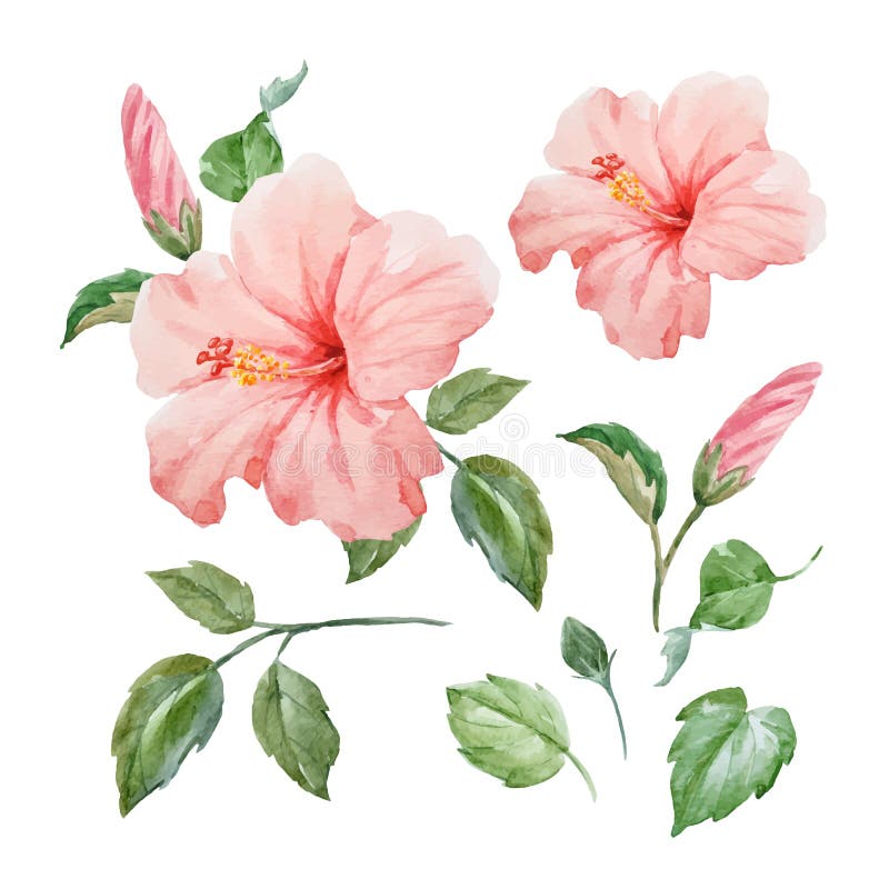 Download Watercolor Vector Tropical Hibiscus Flower Stock Vector - Illustration of hibiscus, flower: 96880290