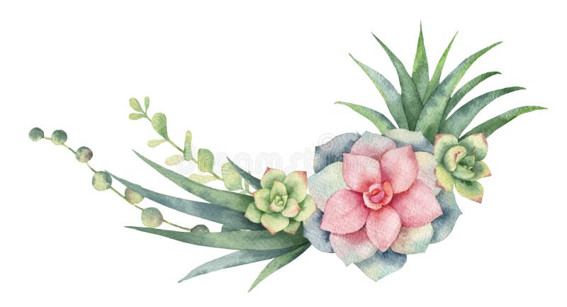 Download Succulent Stock Illustrations - 61,216 Succulent Stock ...