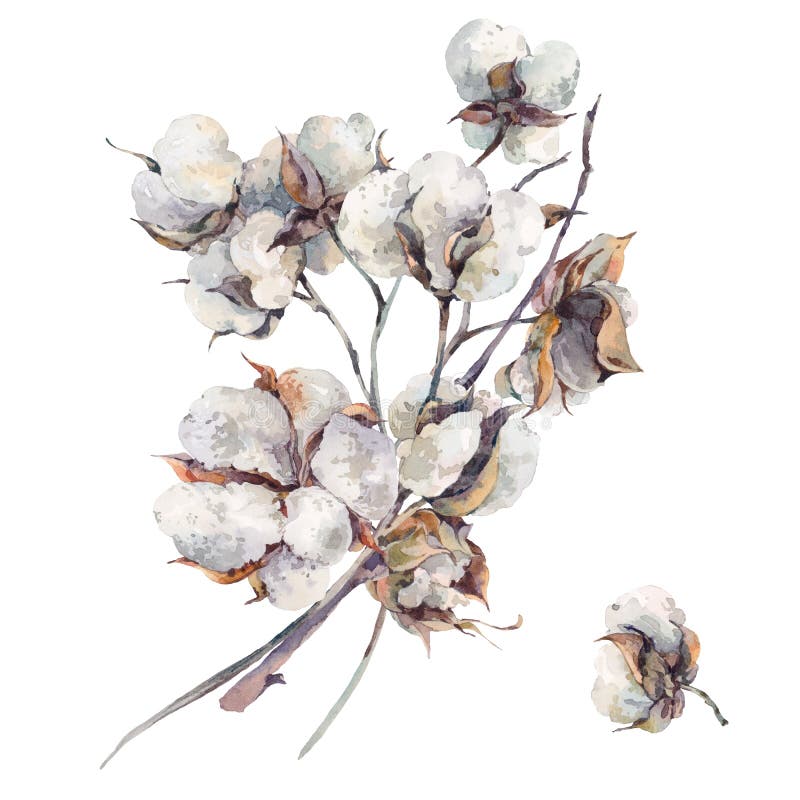 Watercolor Vintage Bouquet of Cotton Flowers Stock Illustration ...