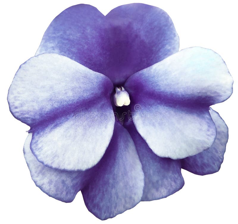 Watercolor Violets Flower Purple. Flower Isolated on a White Background ...