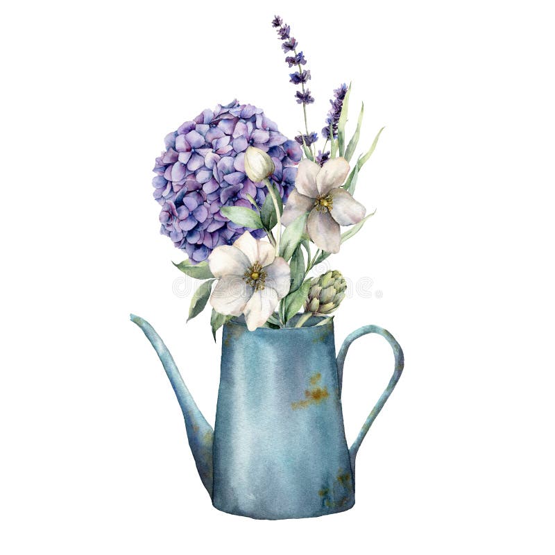 Watercolor watering can with spring hydrangea and anemones. Hand painted flowers, lavender and eucalyptus leaves isolated on white background. Floral illustration for design, print or background