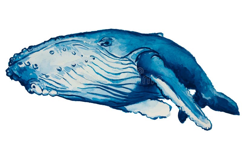 Vector watercolor blue humpback whale. Vector watercolor blue humpback whale