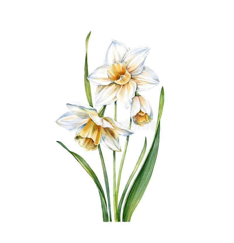 Watercolor White Daffodil. Realistic Narcissus Plant Isolated on White ...