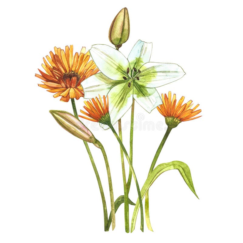 216,383 Flower Illustration Stock Photos - Free & Royalty-Free Stock ...