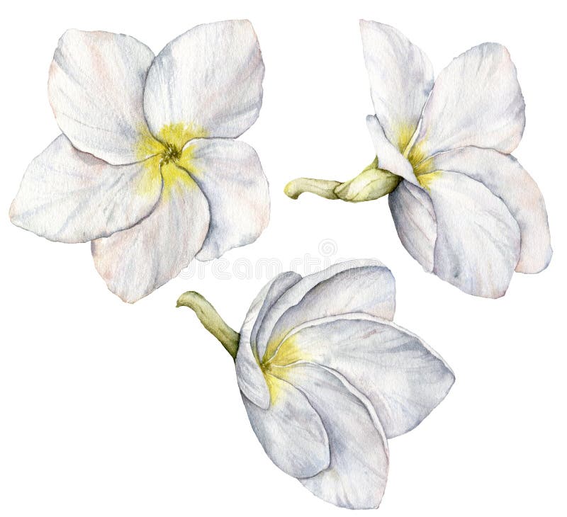 Watercolor white plumeria set. Hand painted tropical flowers isolated on white background. Frangipani. Floral. Illustration for design, print, fabric or royalty free stock images Watercolor white plumeria set. Hand painted tropical flowers isolated on white background. Frangipani. Floral. Illustration for design, print, fabric or royalty free stock images