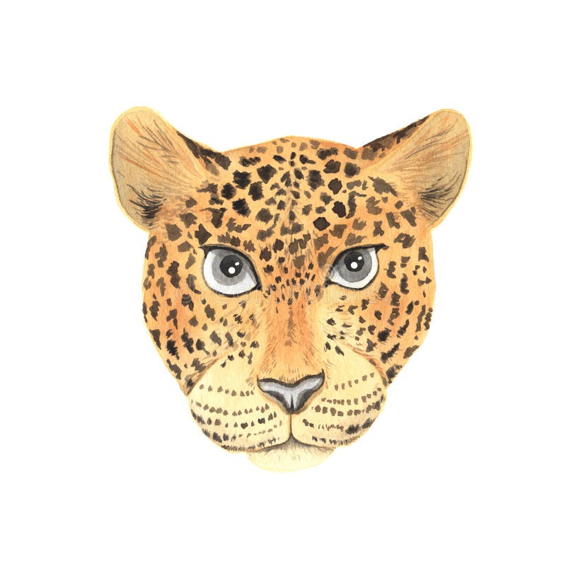 Watercolor wild leopard animal royalty free illustration Watercolor wild leopard animal royalty free illustration