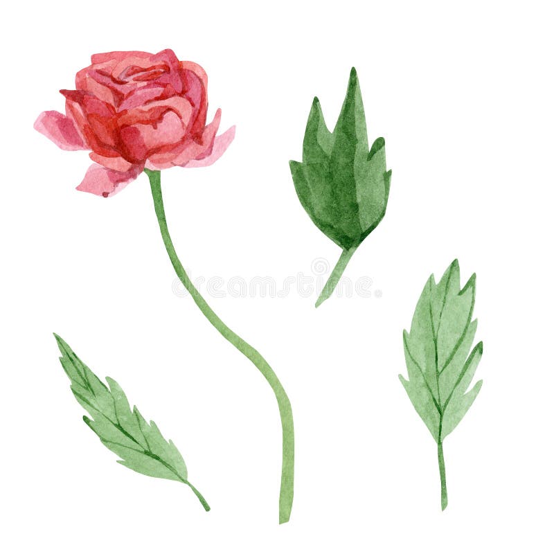 Watercolor wildflower red rose. Botanical illustration for greeting cards, wedding invintation, baby shower stock illustration Watercolor wildflower red rose. Botanical illustration for greeting cards, wedding invintation, baby shower stock illustration