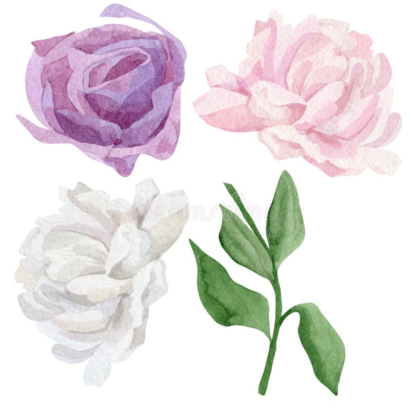 Watercolor wildflower set of pink and white peony, purple rose. Botanical illustration vector illustration Watercolor wildflower set of pink and white peony, purple rose. Botanical illustration vector illustration