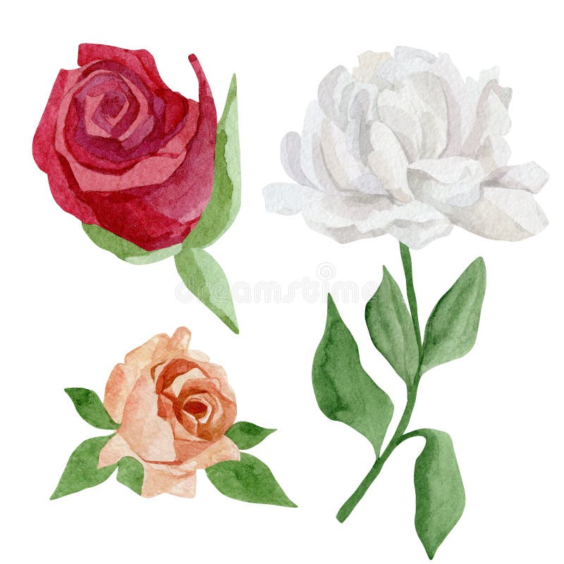 Watercolor wildflower set of white peony, blush and red rose. Botanical illustration for greeting cards, wedding invintation stock illustration Watercolor wildflower set of white peony, blush and red rose. Botanical illustration for greeting cards, wedding invintation stock illustration