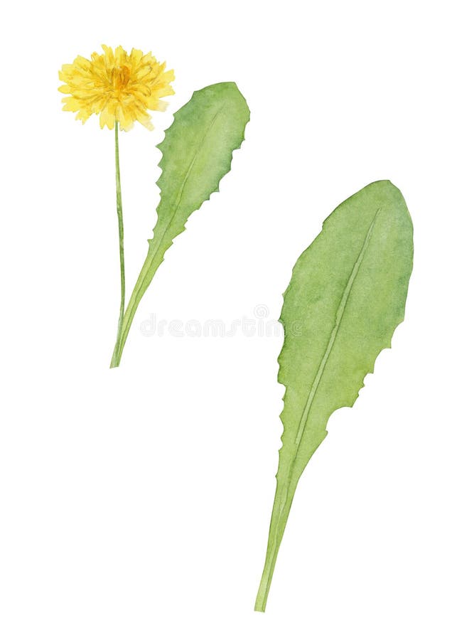 Watercolor Wilgelbe Blütenleuchter vektor abbildung Watercolor Wilgelbe Blütenleuchter vektor abbildung