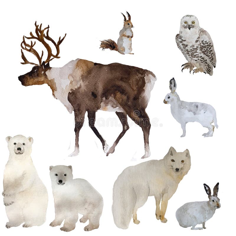 Watercolor winter animals, deer, polar fox, squirrel, hares and white bears, polar owl, set of hand drawn illustration