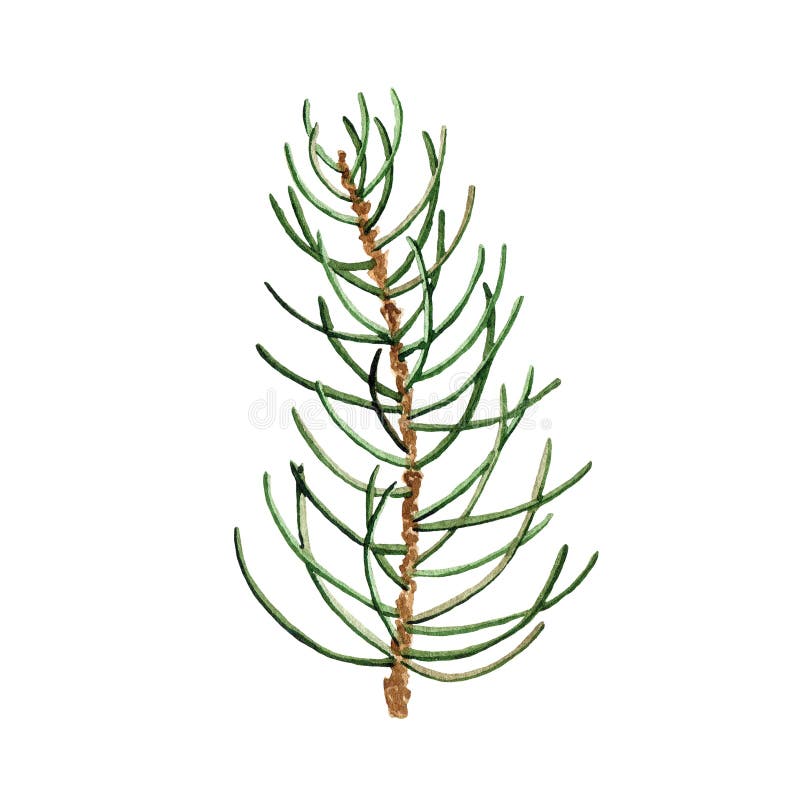 Winter greenery pine branch Royalty Free Vector Image