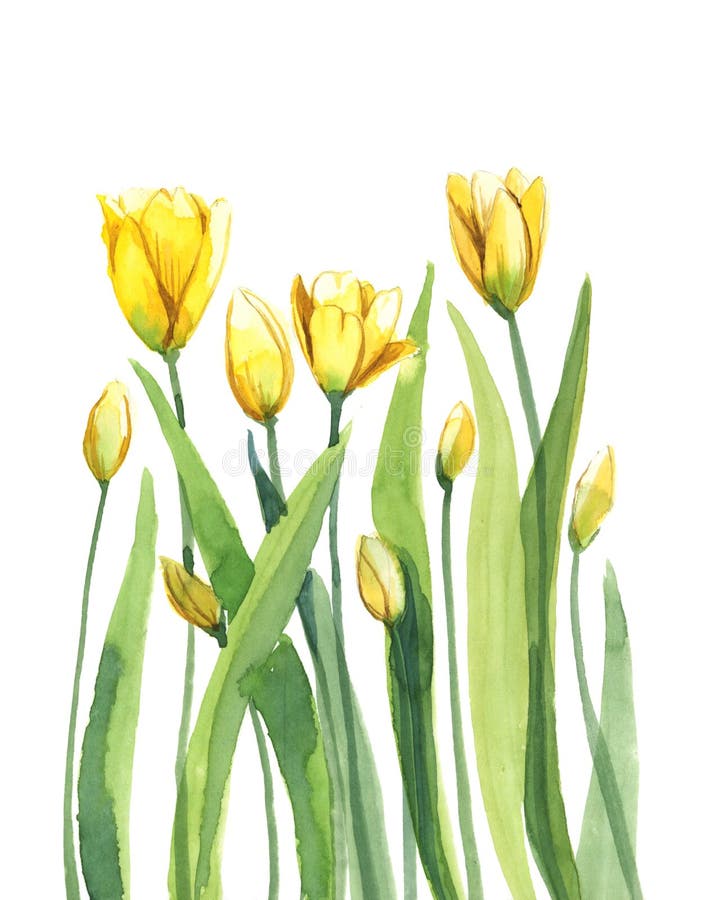 Tulips with stem and leaf isolate on white background