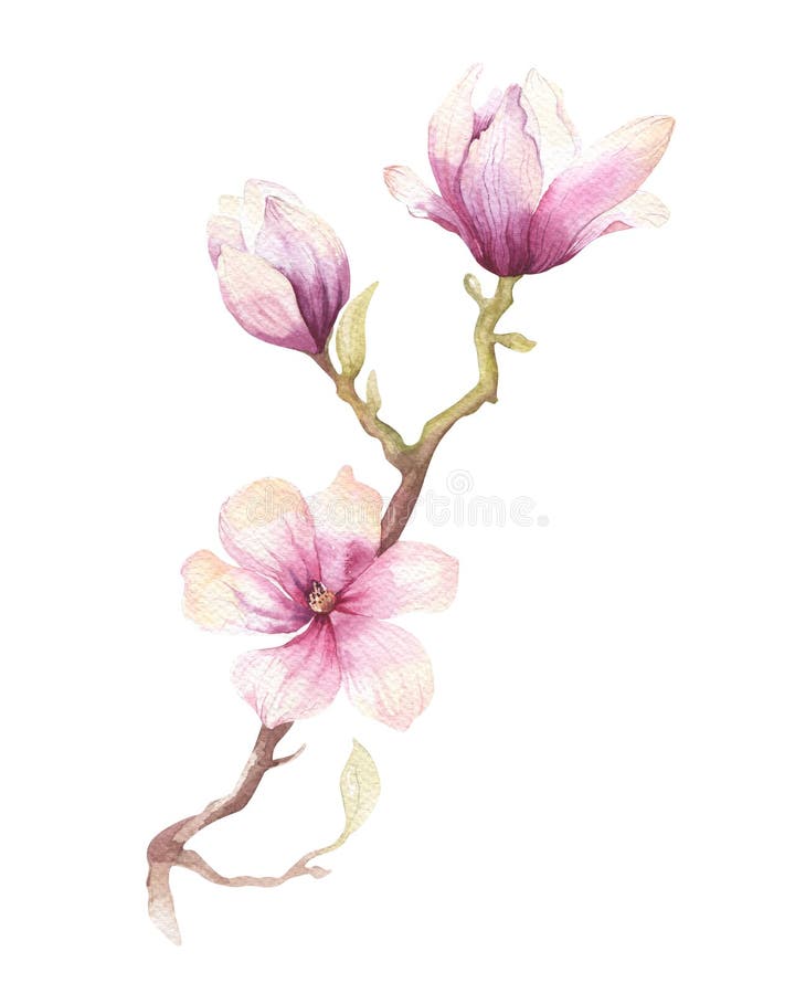 Watercolor που χρωματίζει τη διακόσμηση ταπετσαριών λουλουδιών ανθών Magnolia στοκ εικόνες
