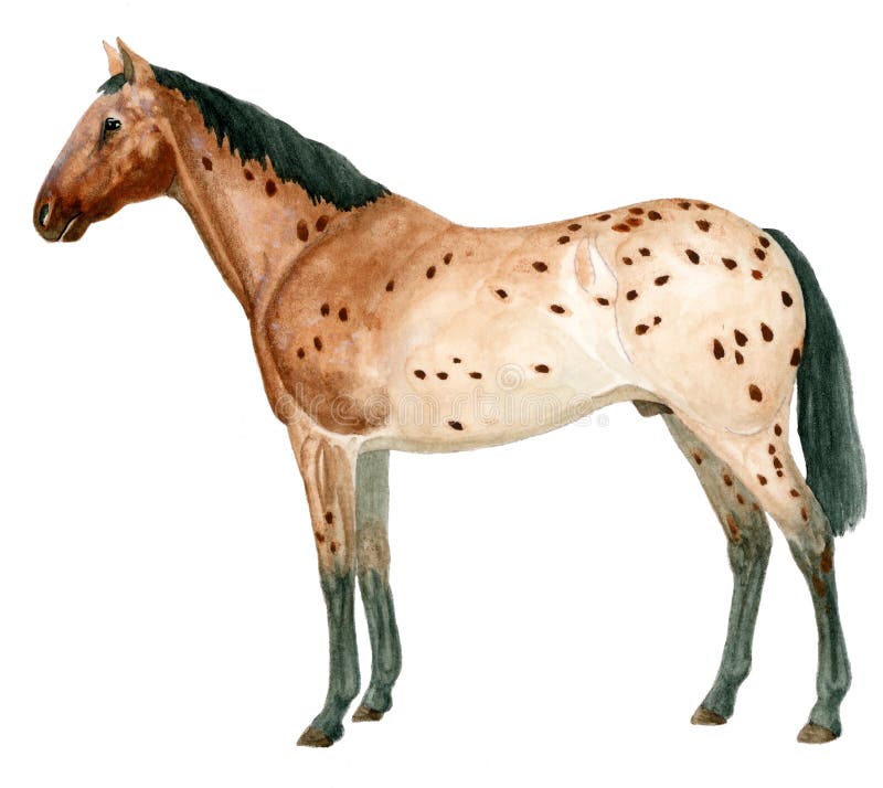 Horse hair (Equus caballus), SEM - Stock Image - C037/0577 - Science Photo  Library