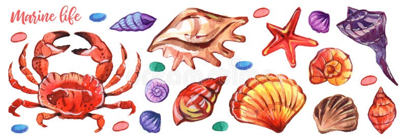 Watercolour marino en estilo realista en el fondo blanco Vida subacuática marina Blanco aislado ejemplo libre illustration Watercolour marino en estilo realista en el fondo blanco Vida subacuática marina Blanco aislado ejemplo libre illustration