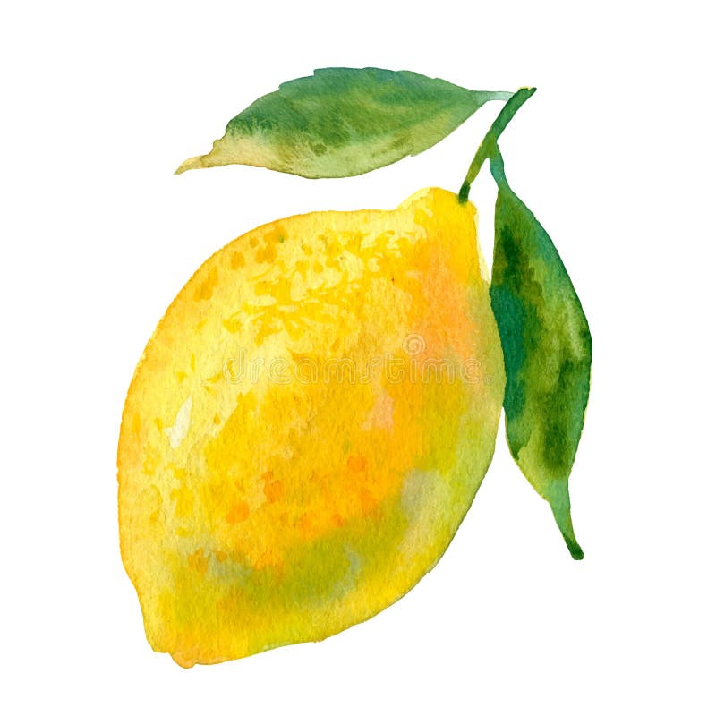 Watercolour Vector Lemon Illustration. Hand Drawn Sweet Pear. Bright ...