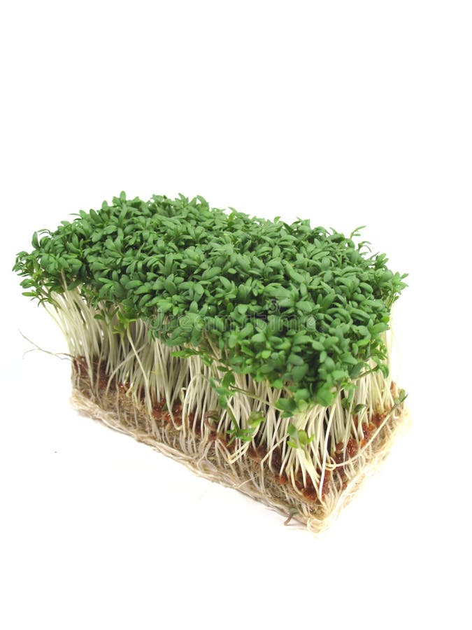 Watercress