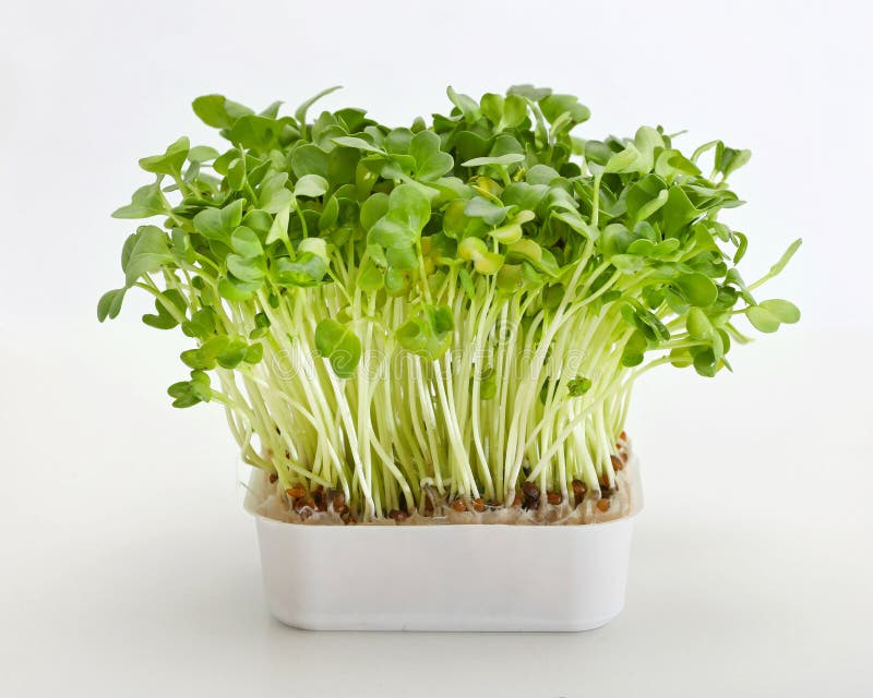 best herbs to grow hydroponically