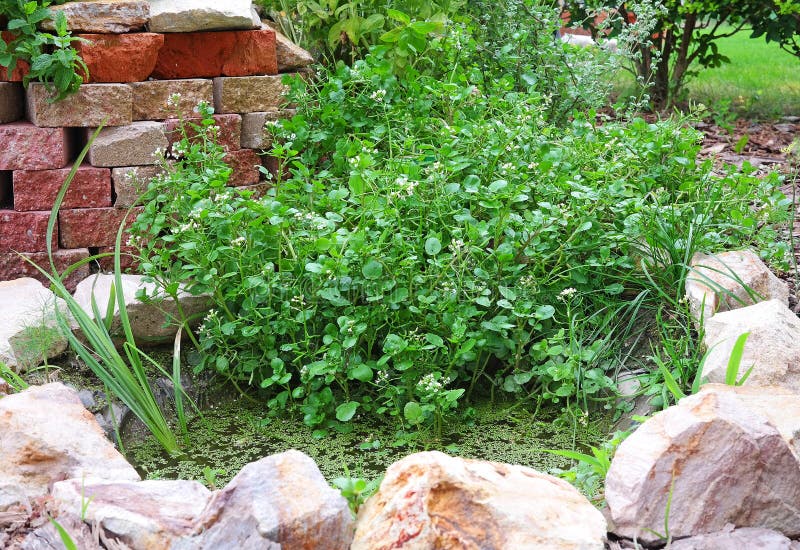 Watercress in the Garden Pond Stock Image Image of plant, vegan 62094725