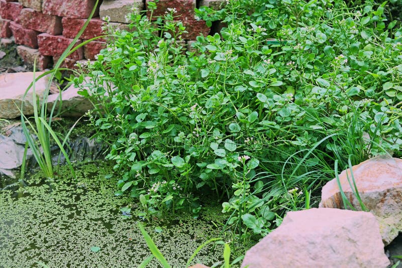 Watercress in the Garden Pond Stock Image Image of plant, vegan 62094725