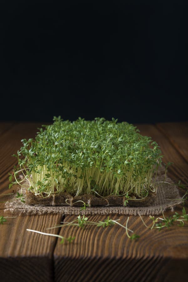 Watercress Microgreens on the Burlap Napkin and Textured Backdrop Stock