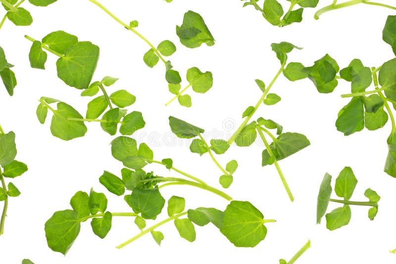 Watercress on white background stock photo