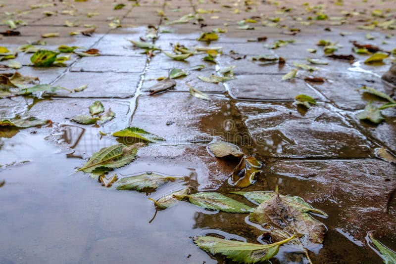 stamped concrete pavement, waterproof outer cement coating wet water slate stone tile pattern, decorative cement flooring exterior. stamped concrete pavement, waterproof outer cement coating wet water slate stone tile pattern, decorative cement flooring exterior