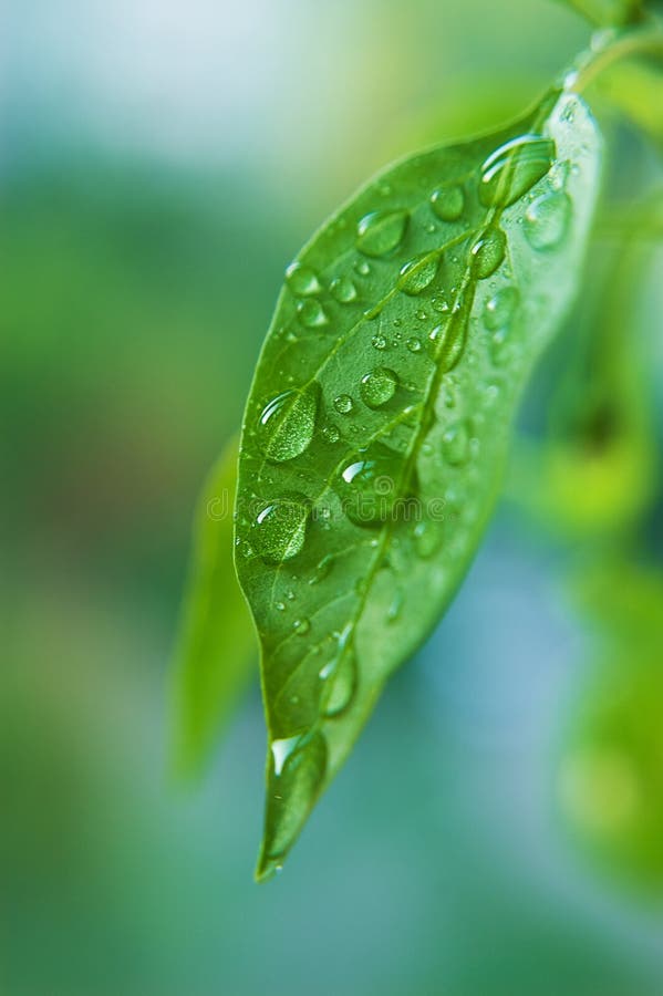 Waterdrop on the leaf