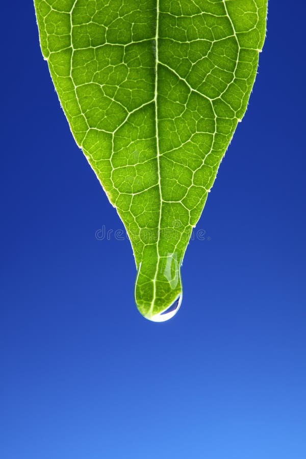 Waterdrop on new green leaf