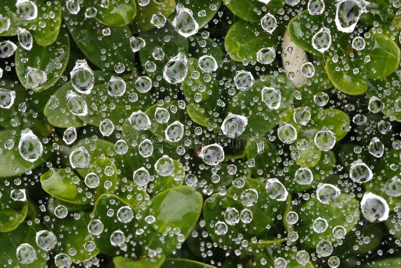 Waterdrops en una web de araña después de la lluvia imágenes de archivo libres de regalías Waterdrops en una web de araña después de la lluvia imágenes de archivo libres de regalías