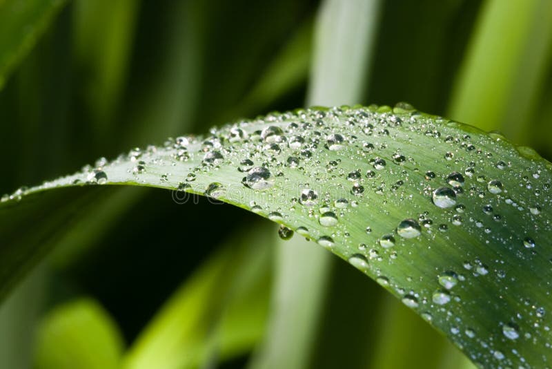 Waterdrops on a leaf