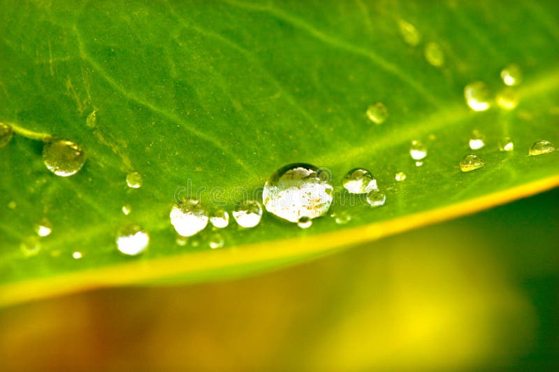 Waterdrops on leaf stock photography Waterdrops on leaf stock photography